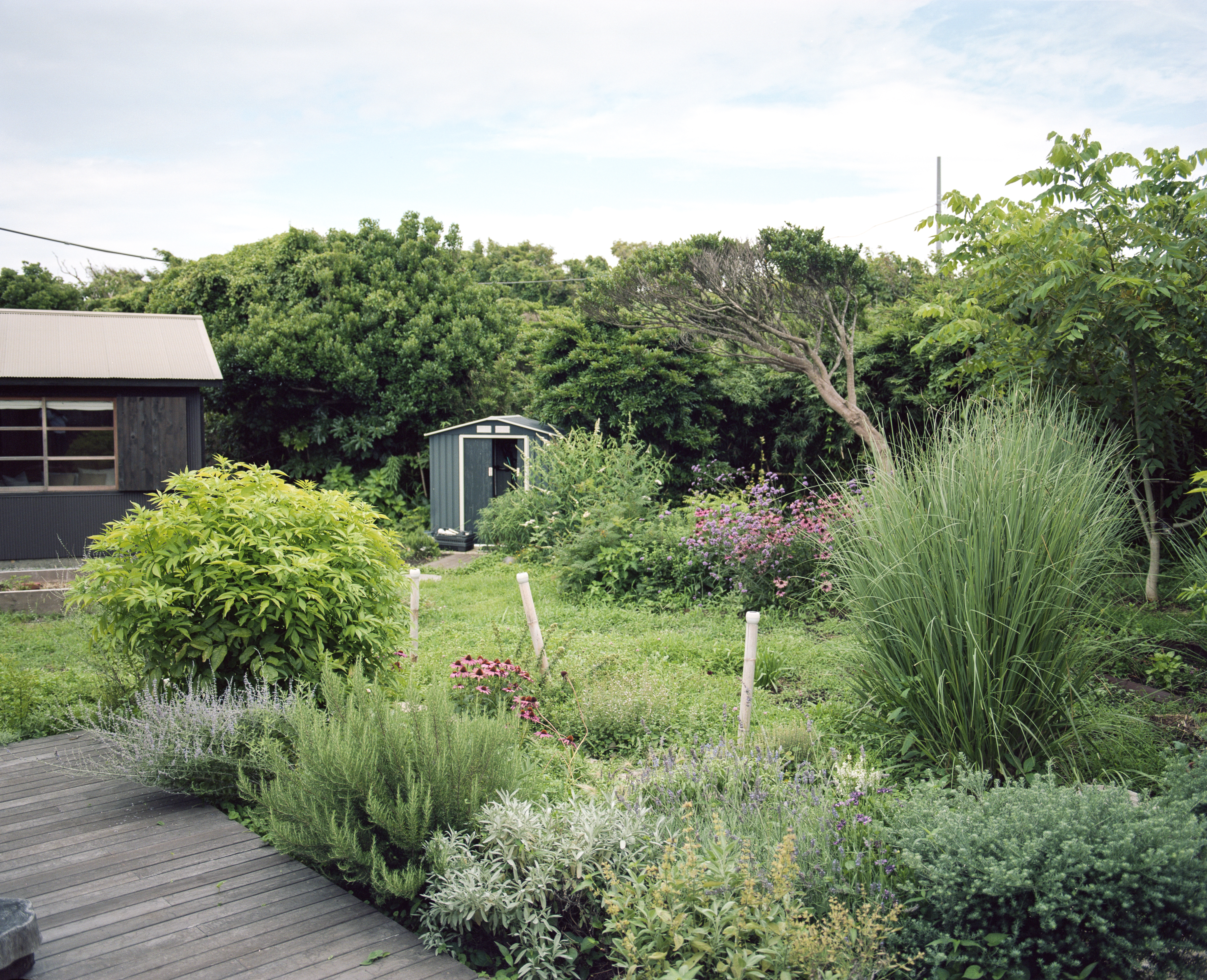 Lush garden with a small shed and dense foliage surrounding a wooden deck.