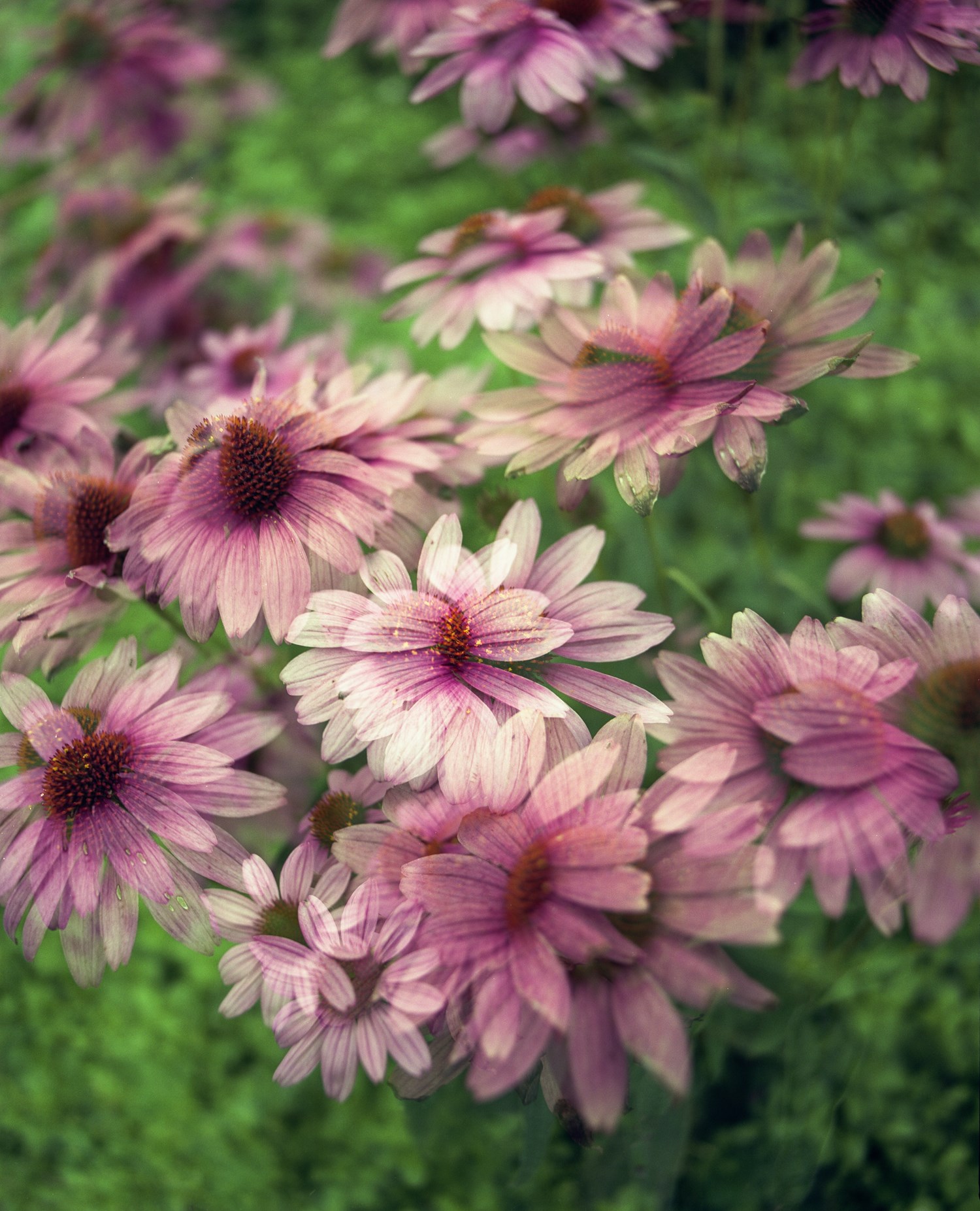 Close-up of purple daisy flowers with dew on petals. Close-up of purple daisy flowers with dew on petals.